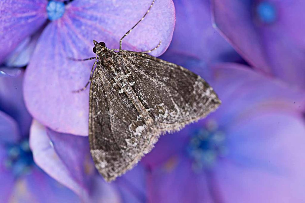 Moth Featured Image